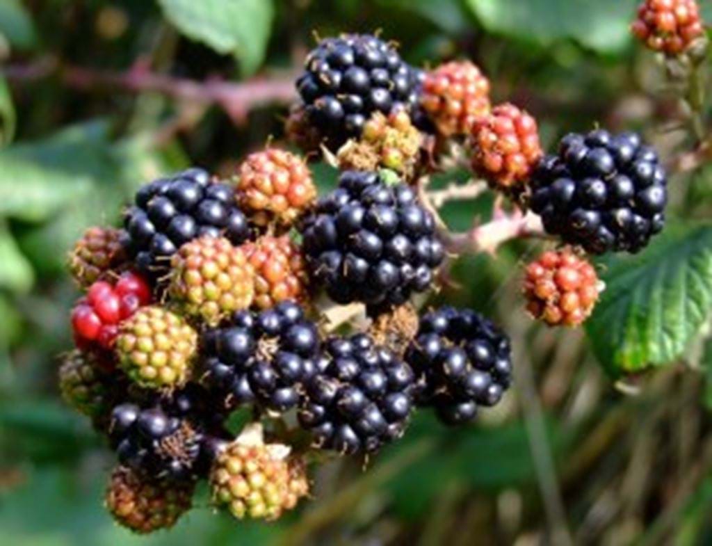 blackberries.jpg